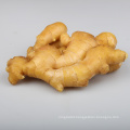 2020 cheap China bulk fresh ginger